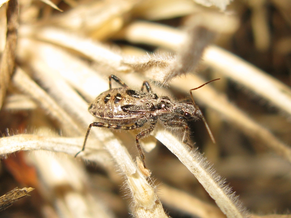 Reduviidae: ninfa di Coranus del Lazio (VT)